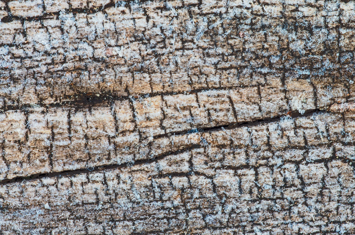An Old Elm Log