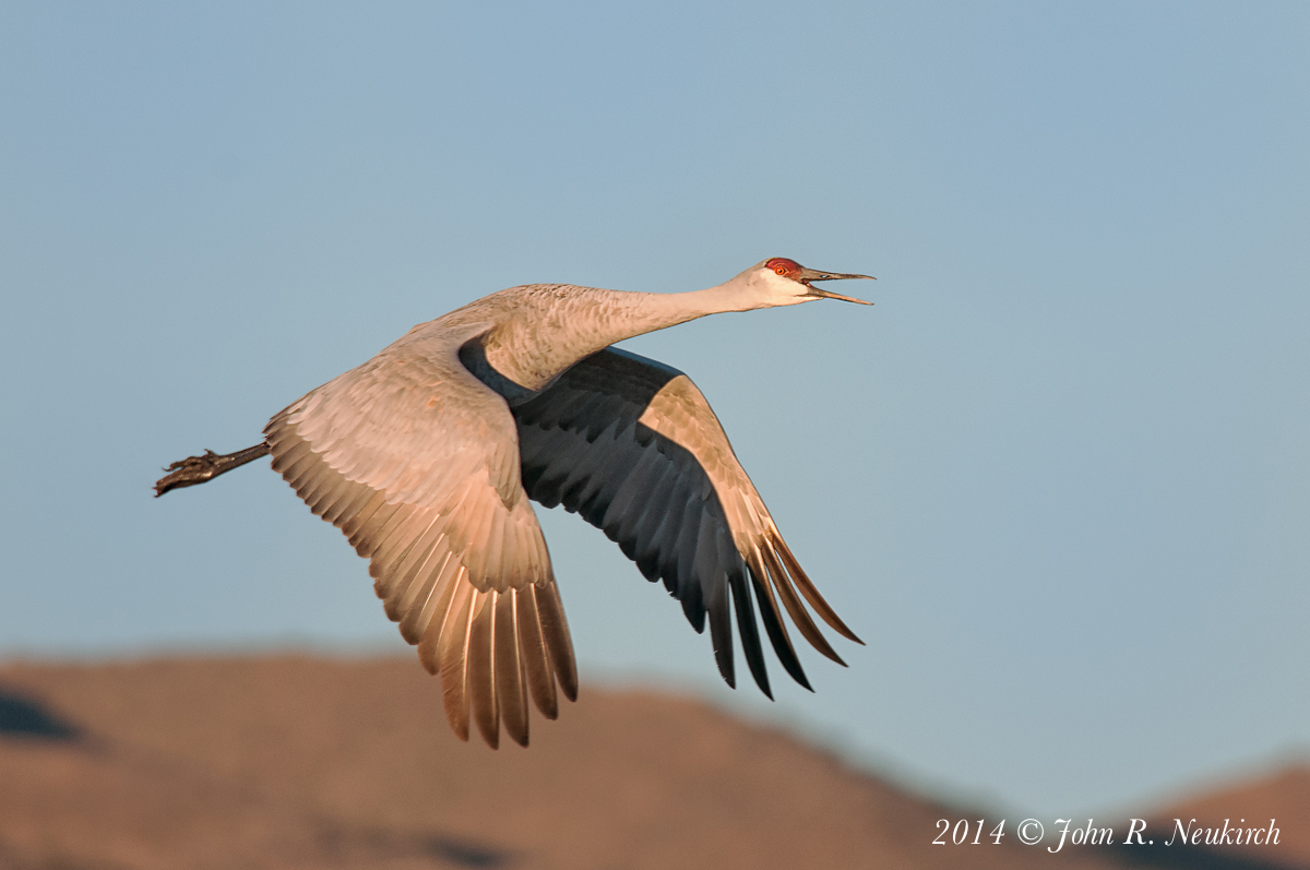 Another Bosque crane