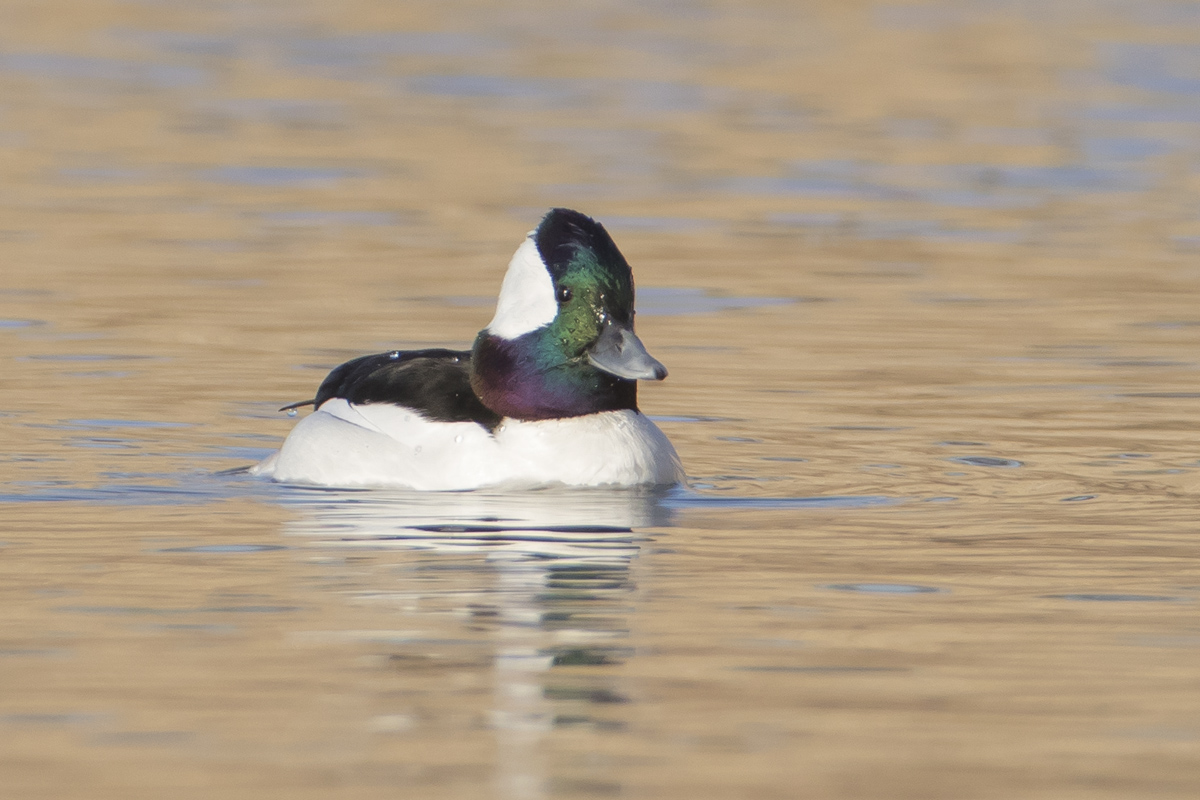 More Buffleheads
