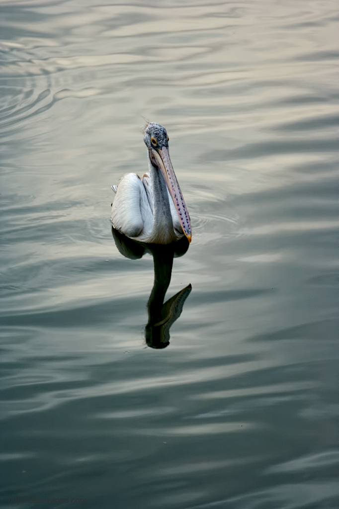 Spot Billed