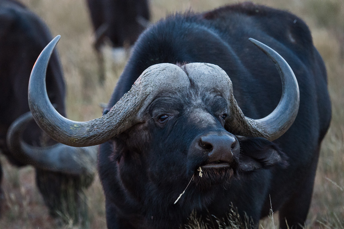 Cape Buffalo