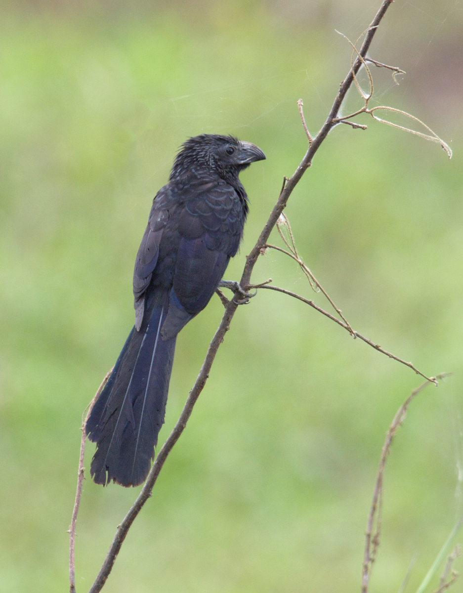 Groove-billed Ani