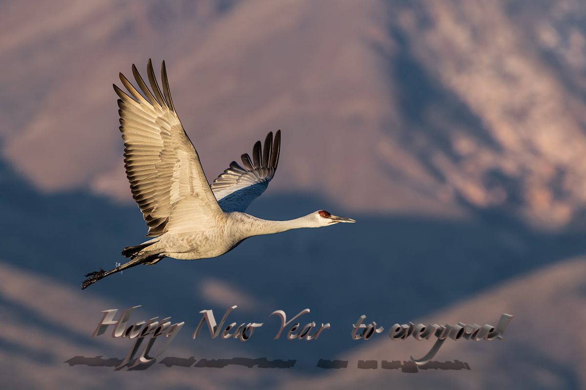 Happy New Year!