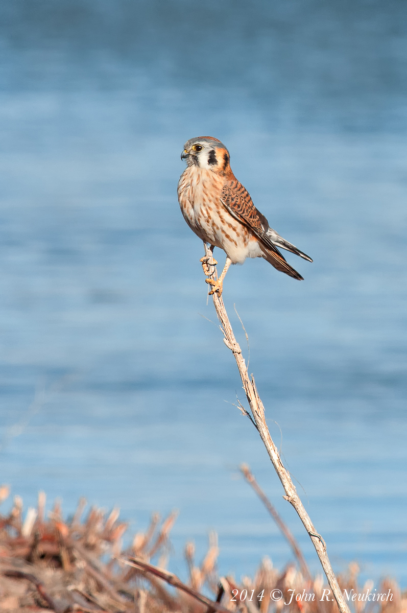 American Kestrel