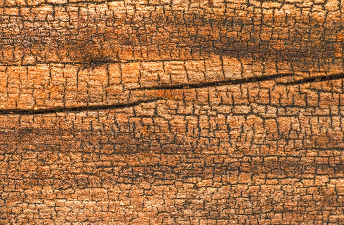 Old Elm Log Revisited