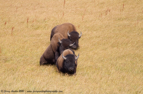 Bison Conga Line