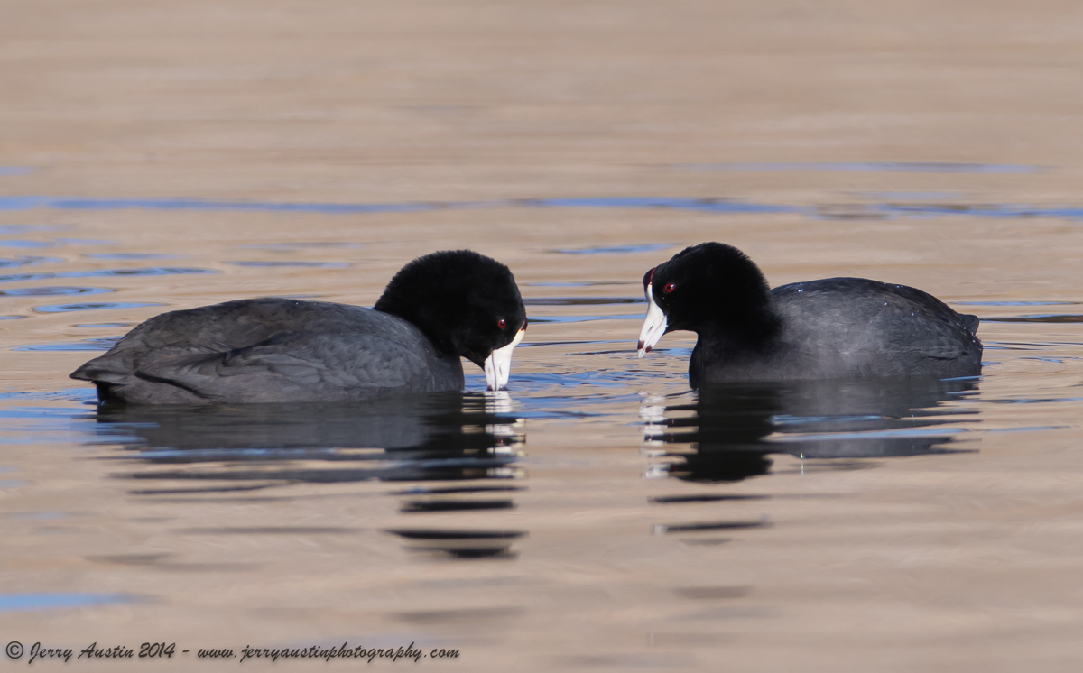 Texas Coot Pair