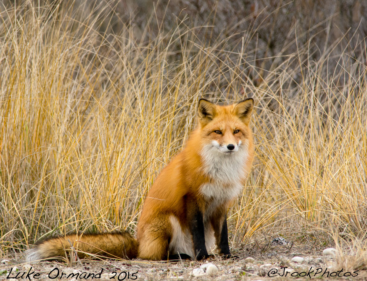 vulpes vulpes