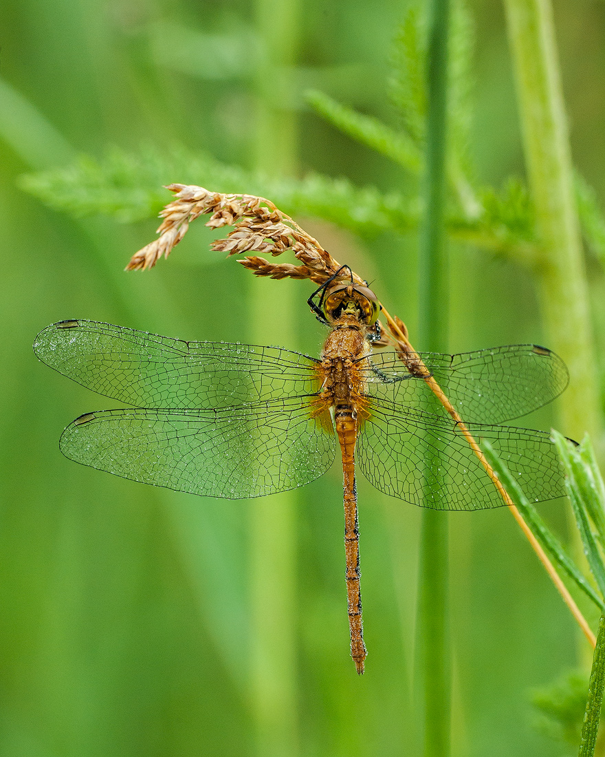 Dew Covered  Meadowhawk