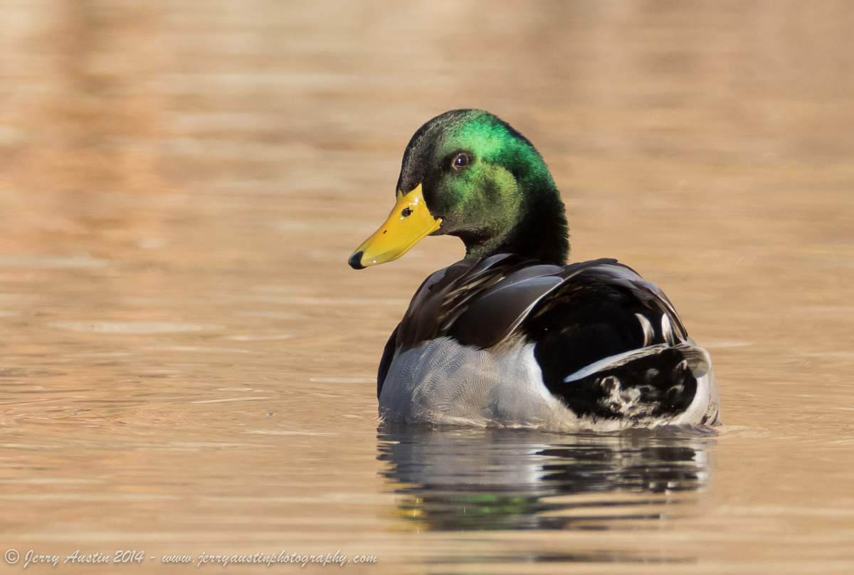 Backwards Glance Mallard