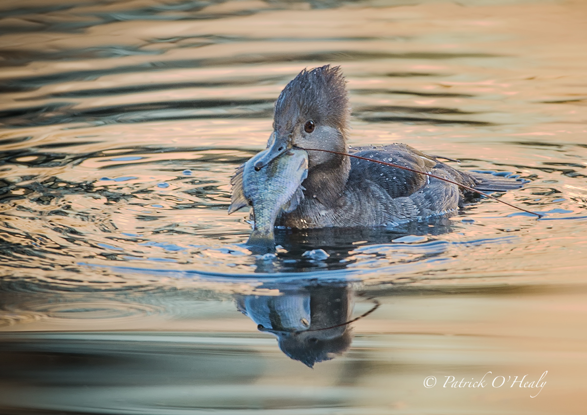 Hooded Merganser