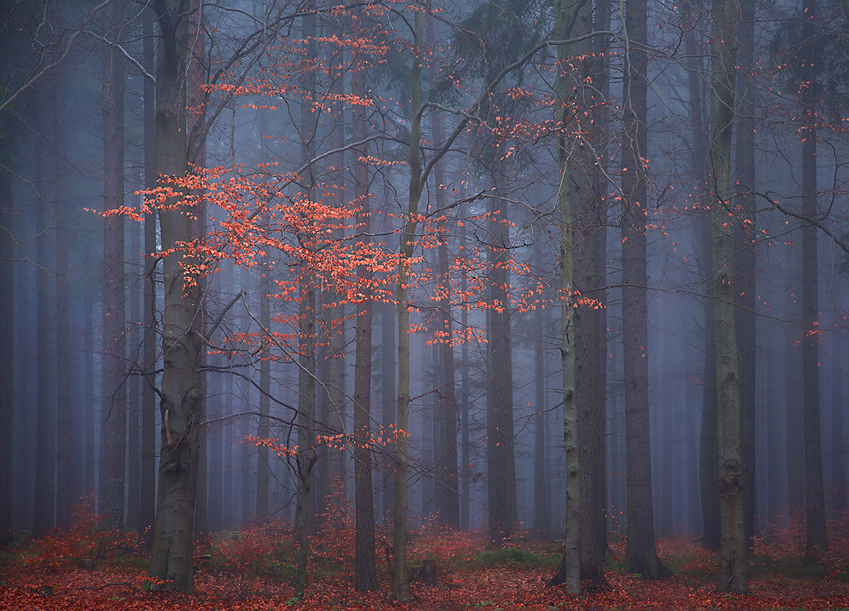 Enchanted