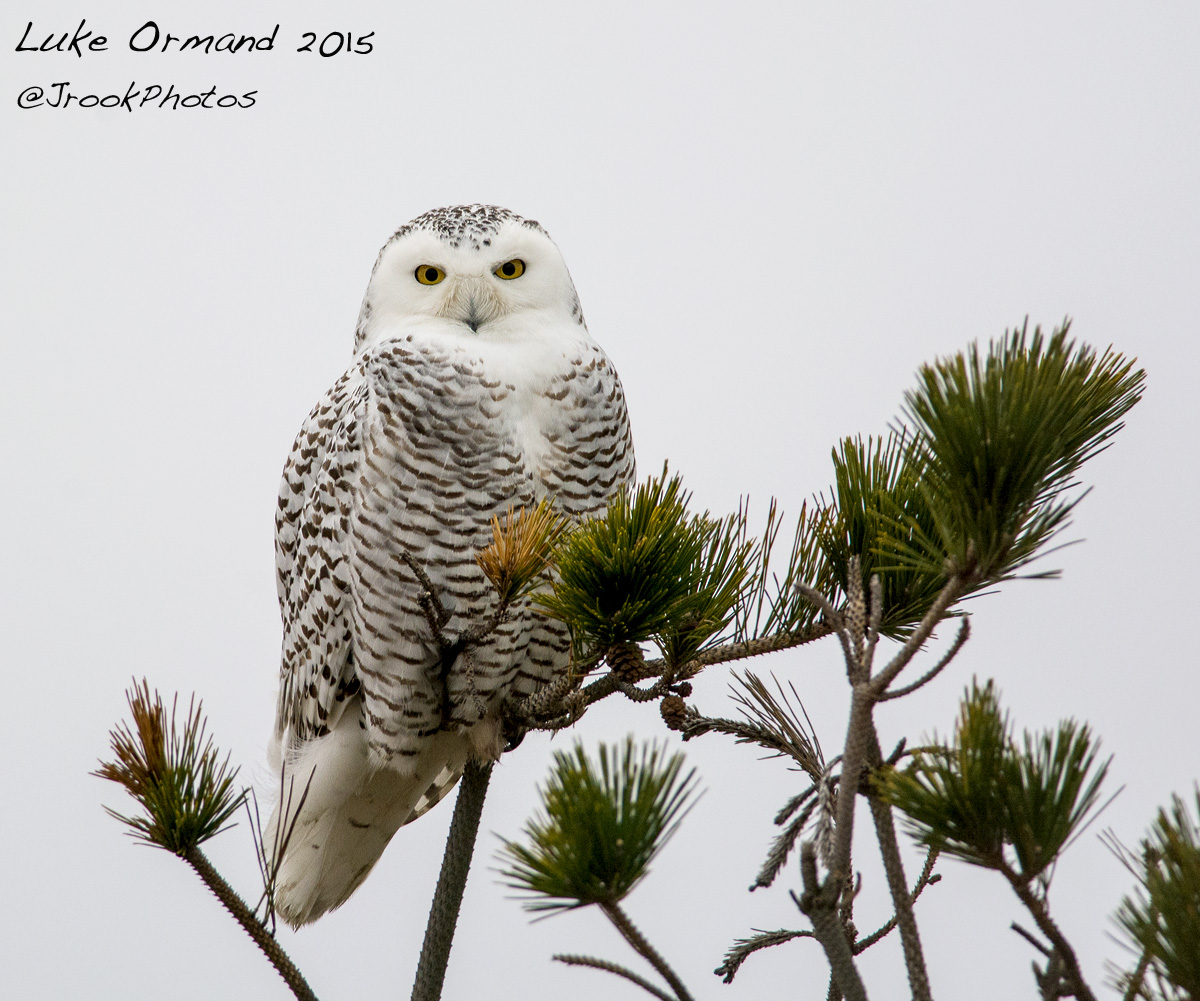 Second Snowy