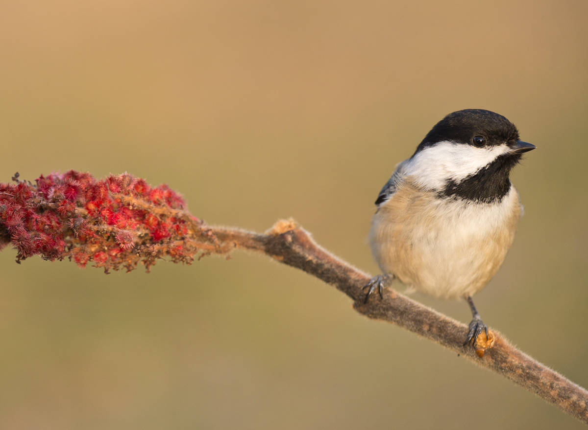Intimate Chickadee