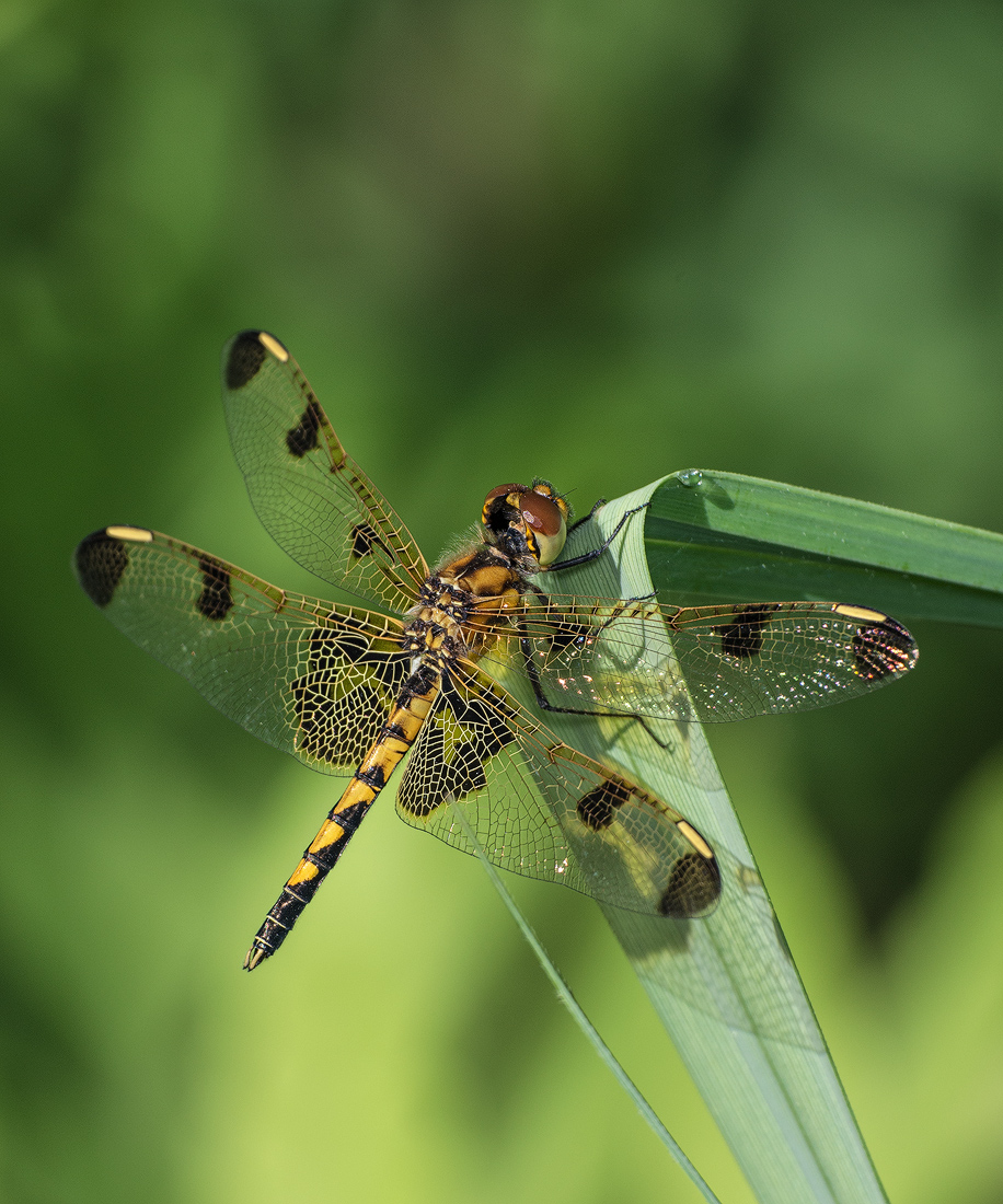 Calico Pennant