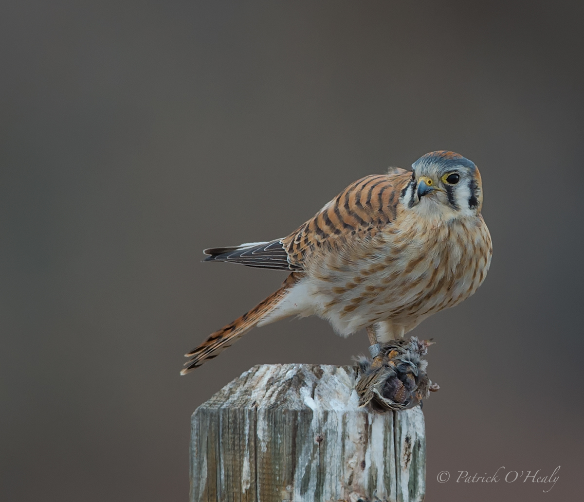 Bosque Kestrel