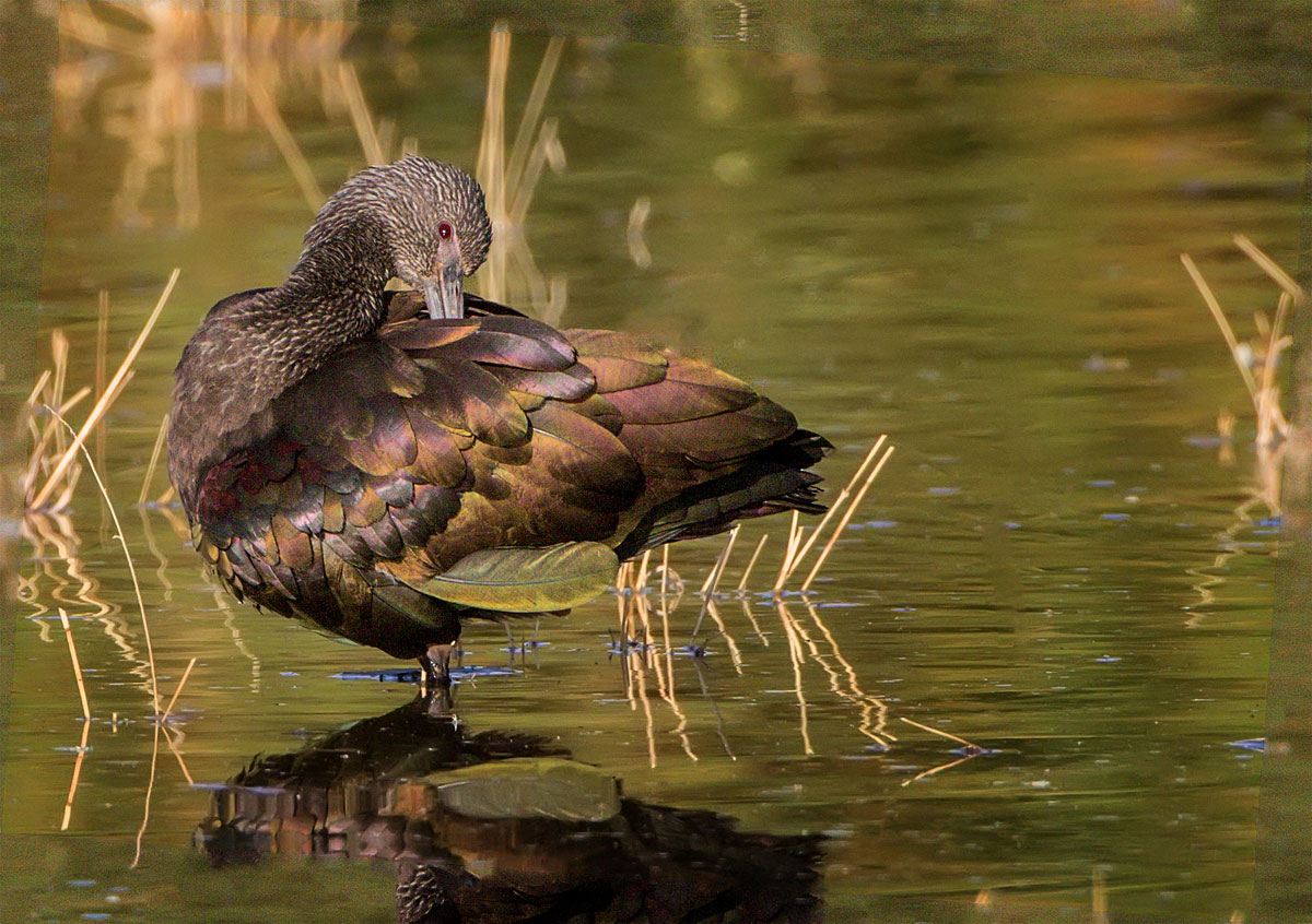 White-faced Ibis