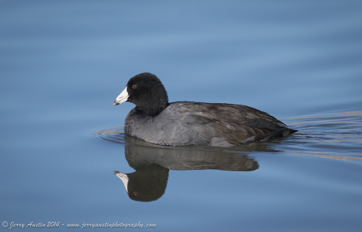 Coot Reflection