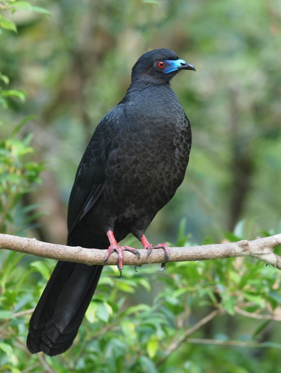 Black Guan