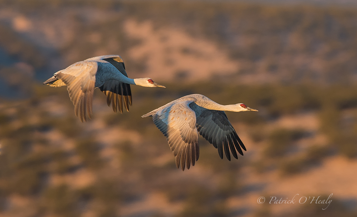 Sandhill Cranes