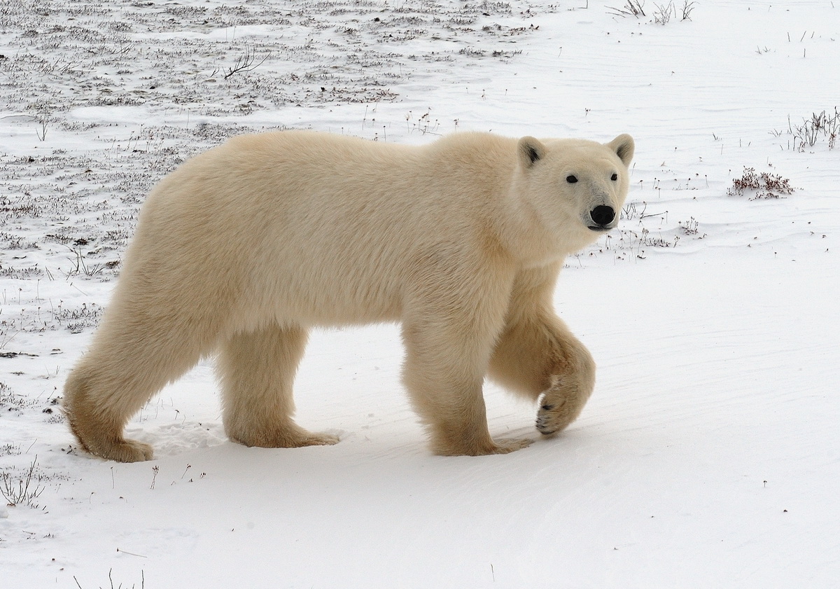 Wary Bear