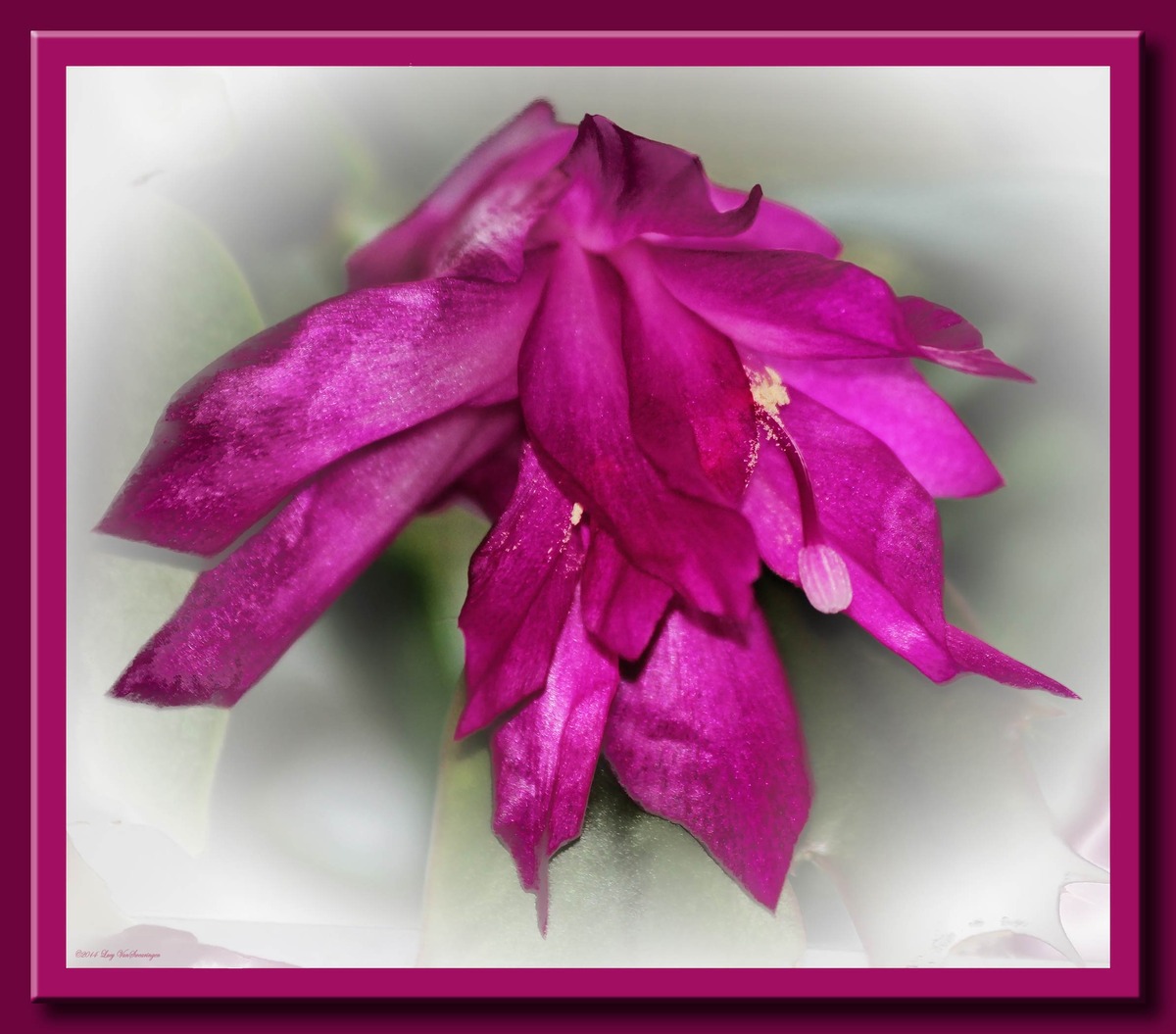 Latebloomer