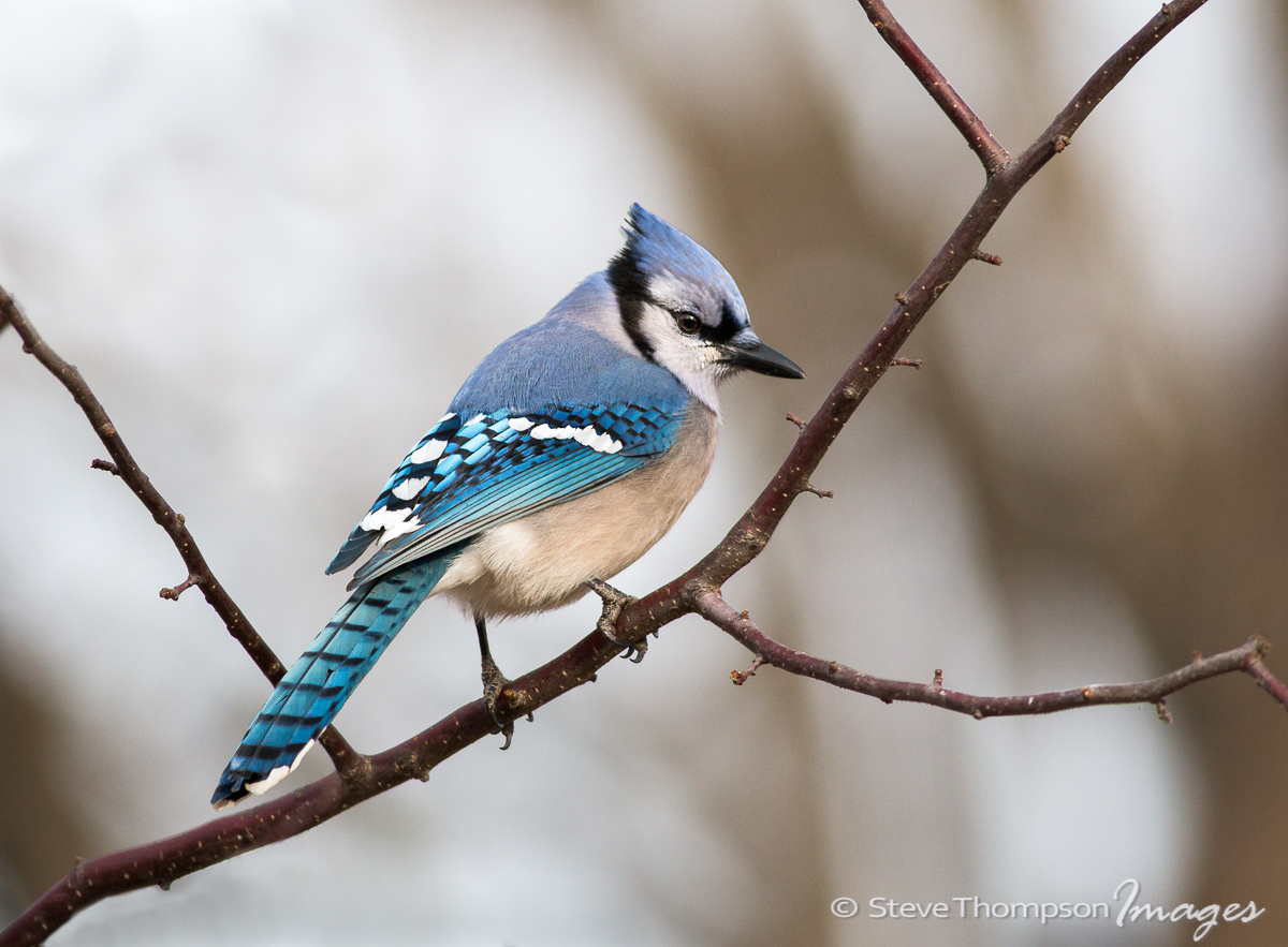Winter Blue Jay