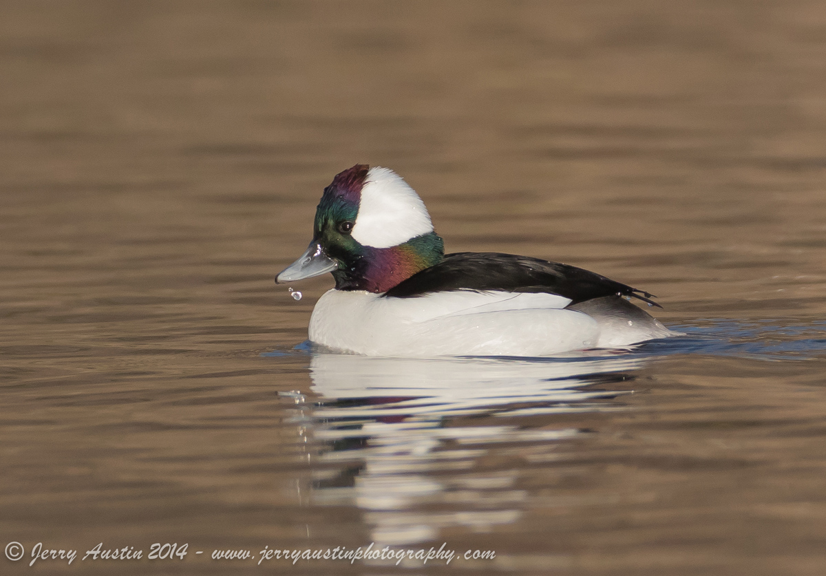 Bufflehead Redo