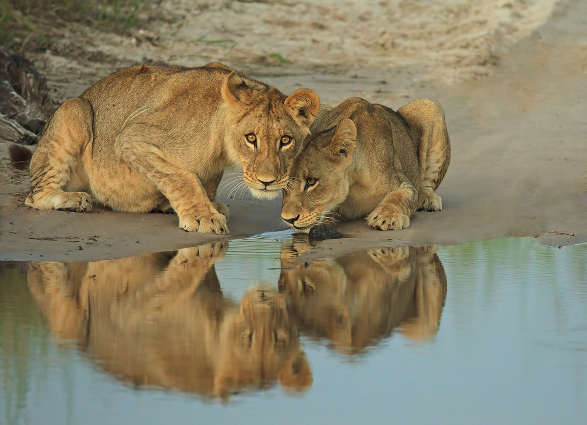 Reflections