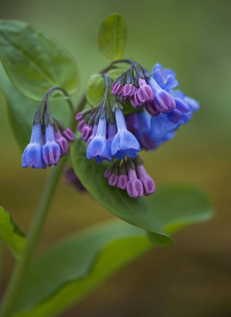 Virginia Bluebell