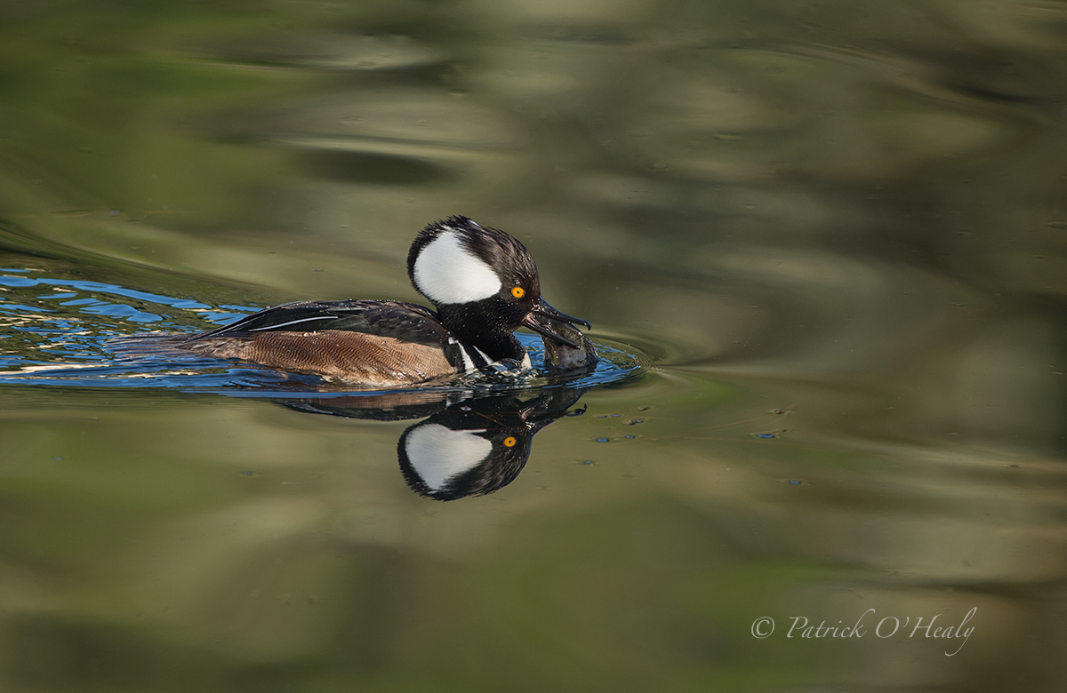 Hooded Merganser Male