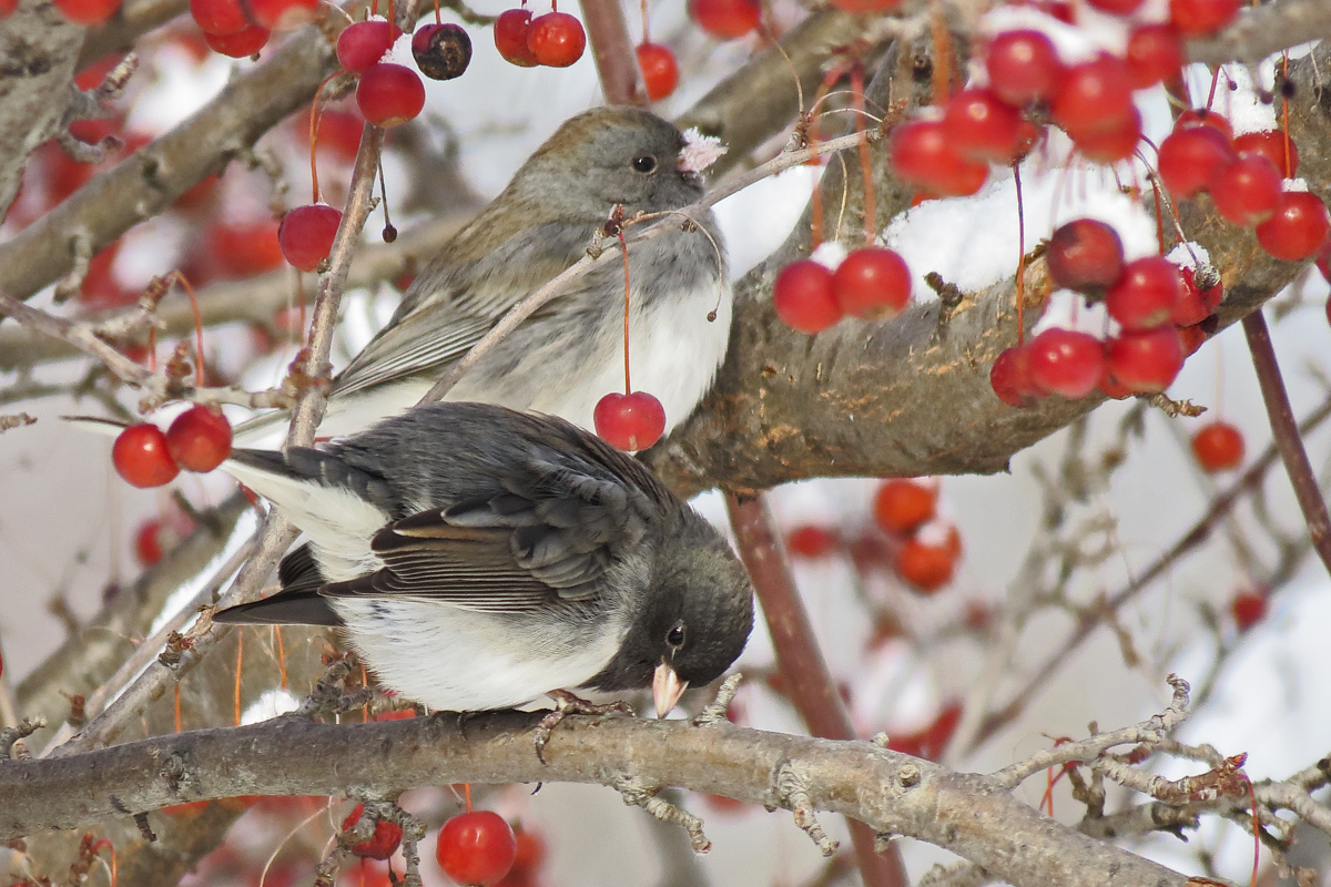 A pair of juncos