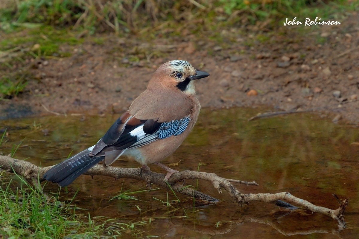 Jay at Puddle