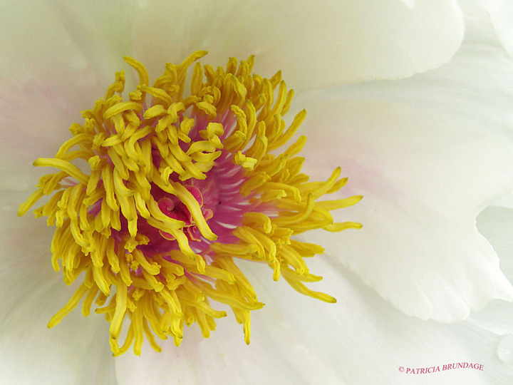Peony Macro