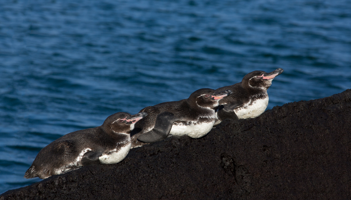 Galapagos Penguins