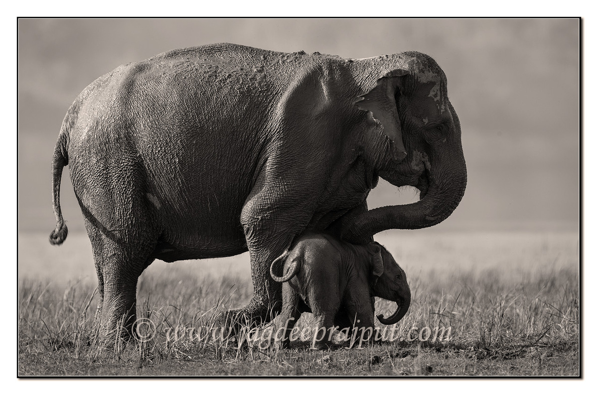 Mother n calf