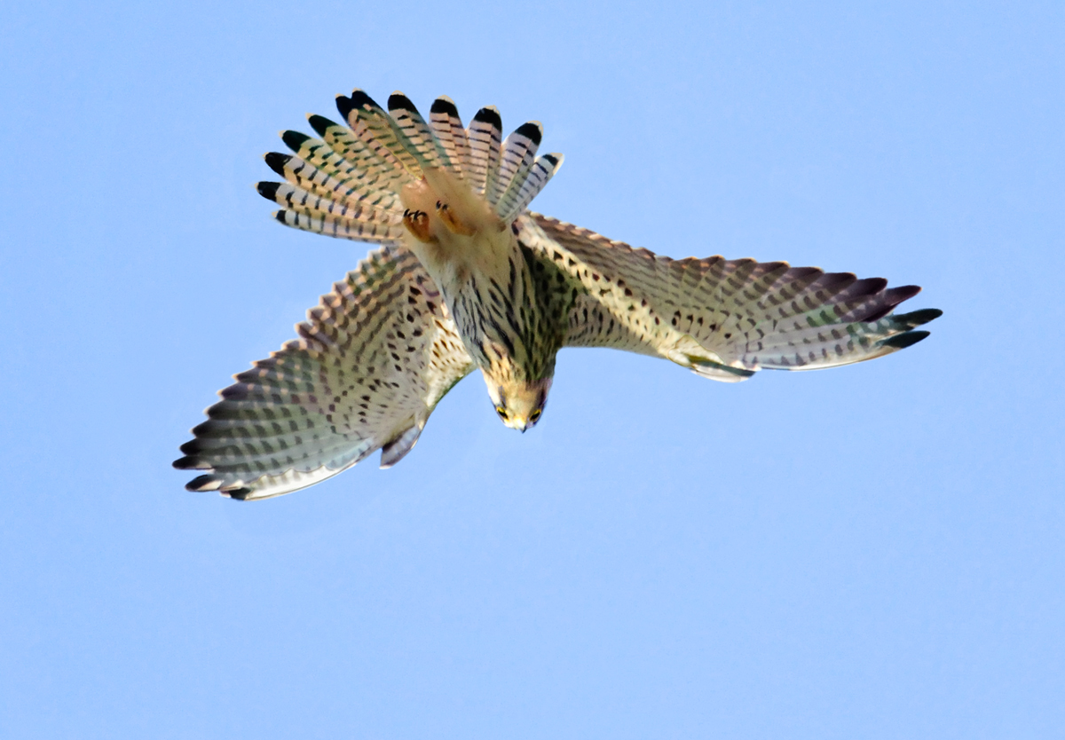 The vole's eye view