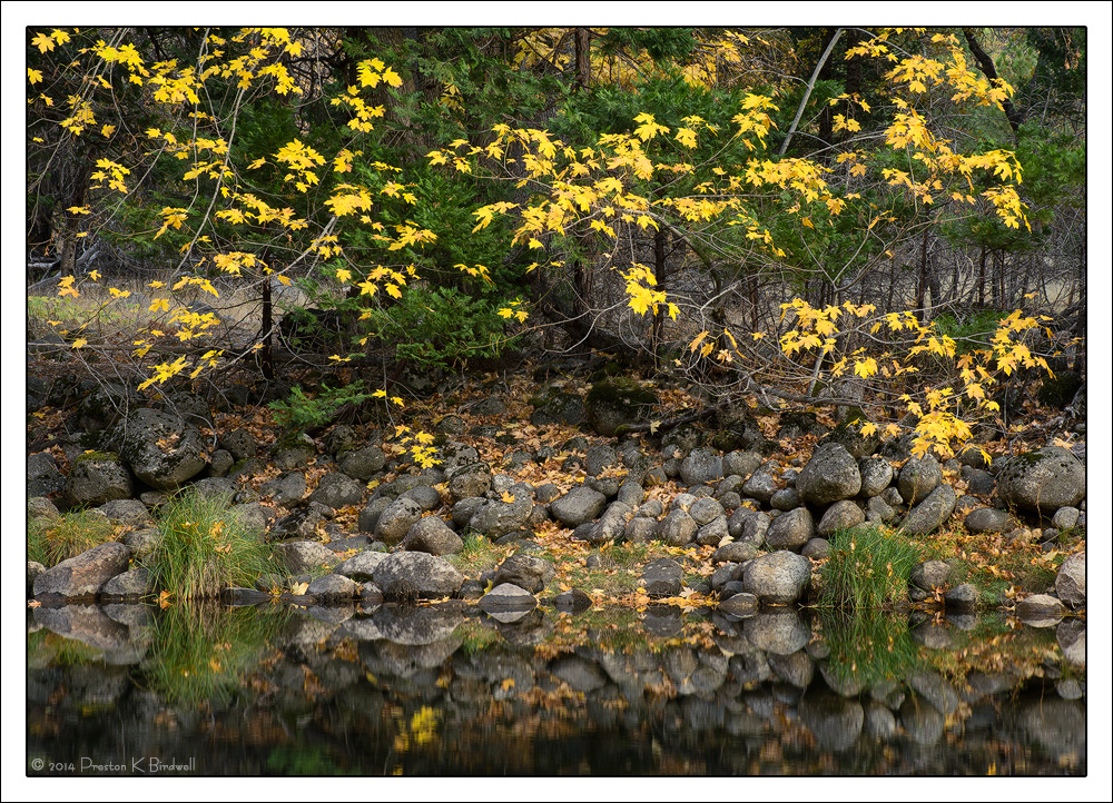 Maple Star Cluster
