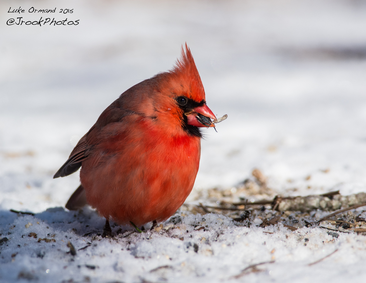 Hungry Red
