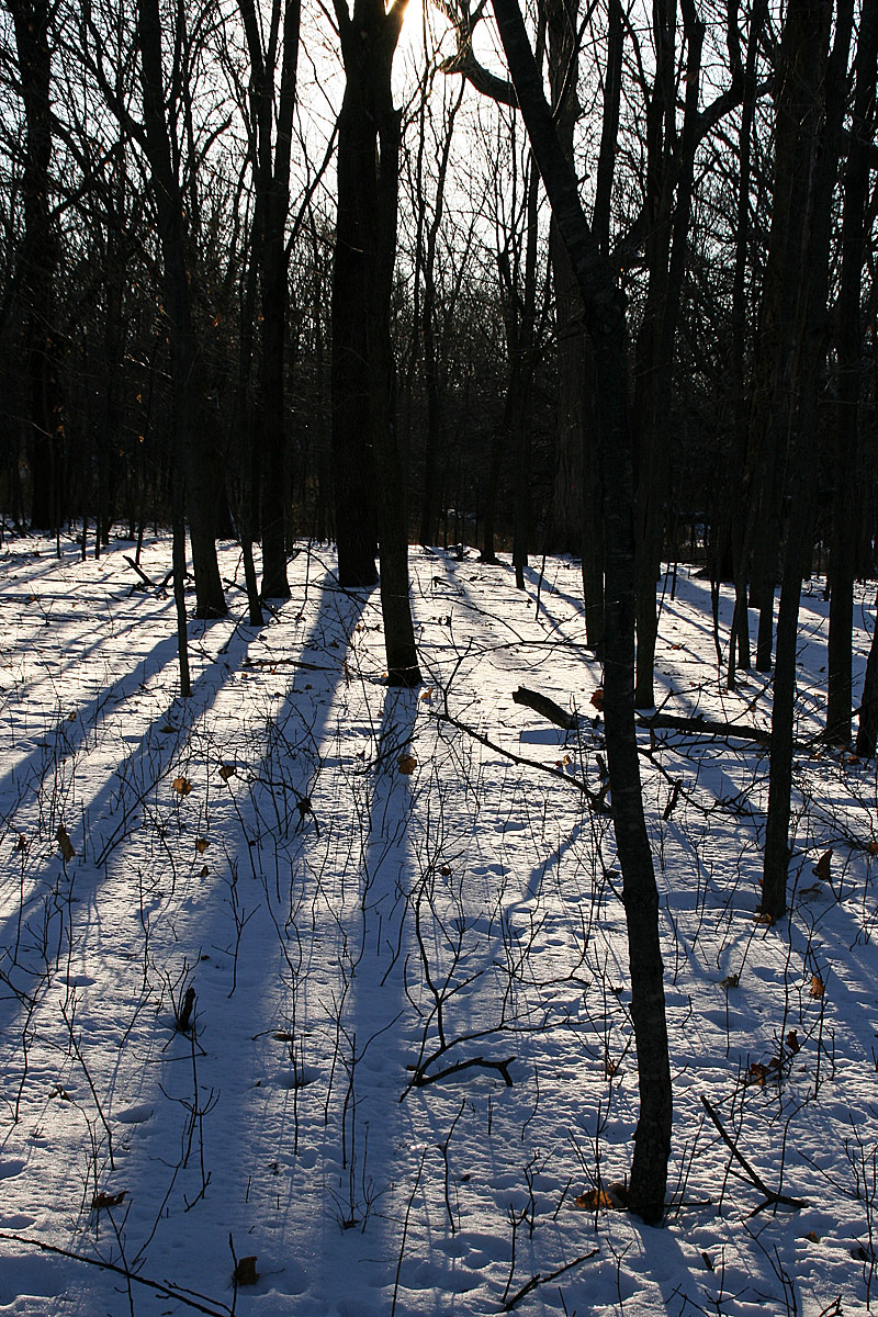 Winter at the Grove  668