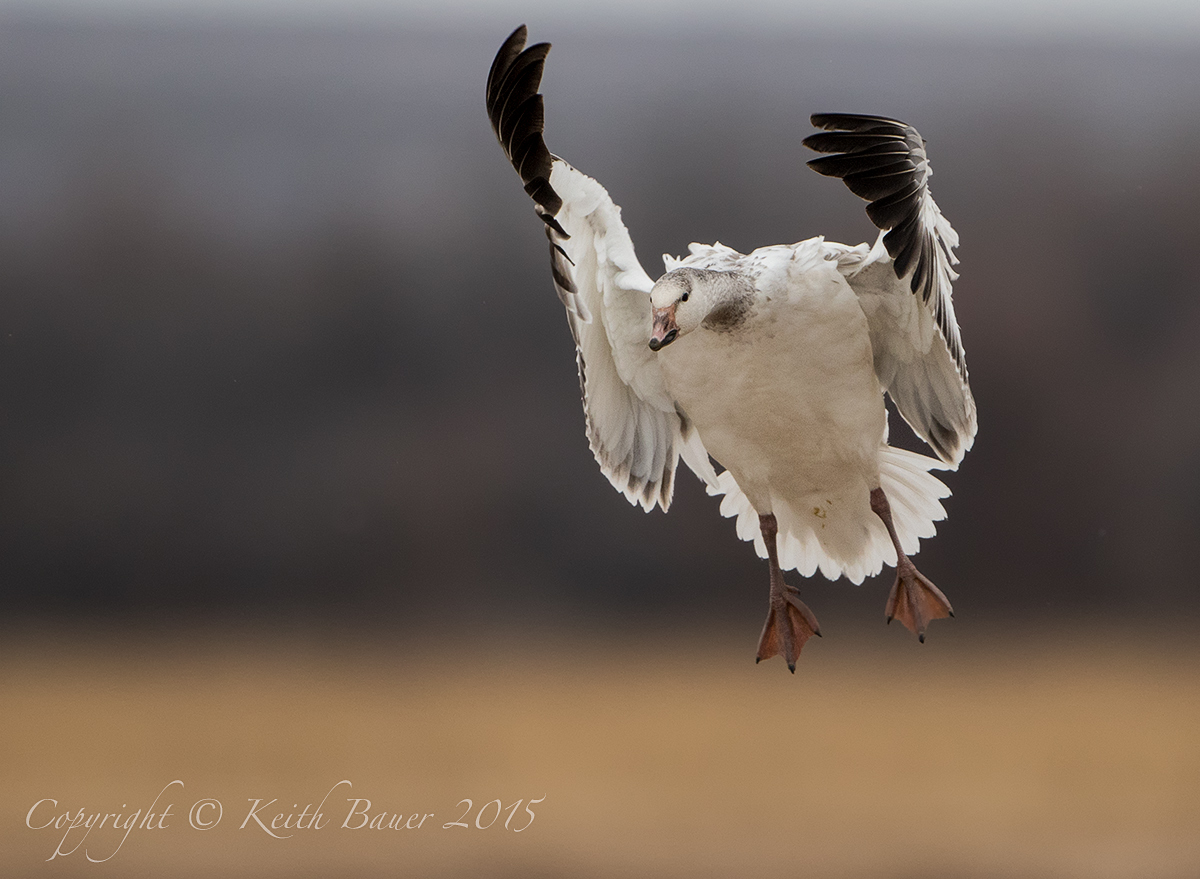 Incoming!