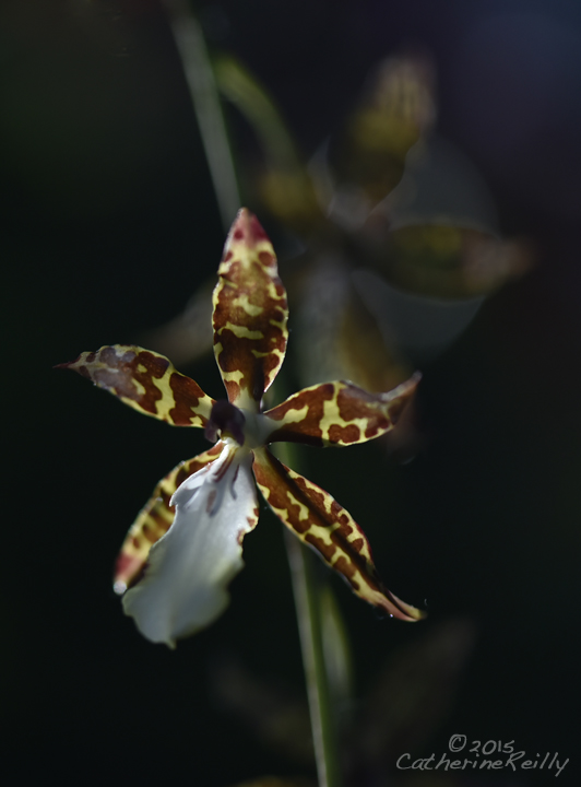 Orchid Species+REPOST