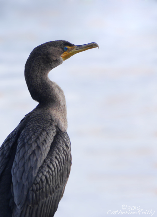 Cormorant Portrait + REPOST