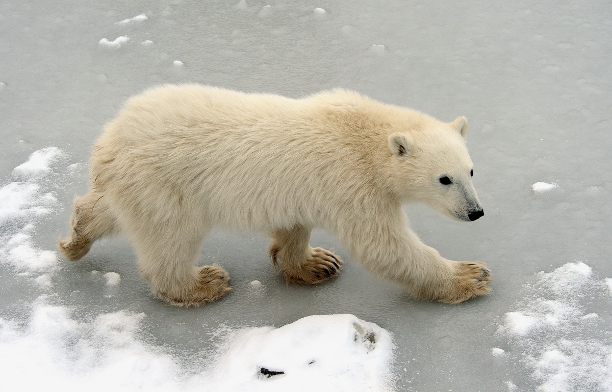 Cub on Ice