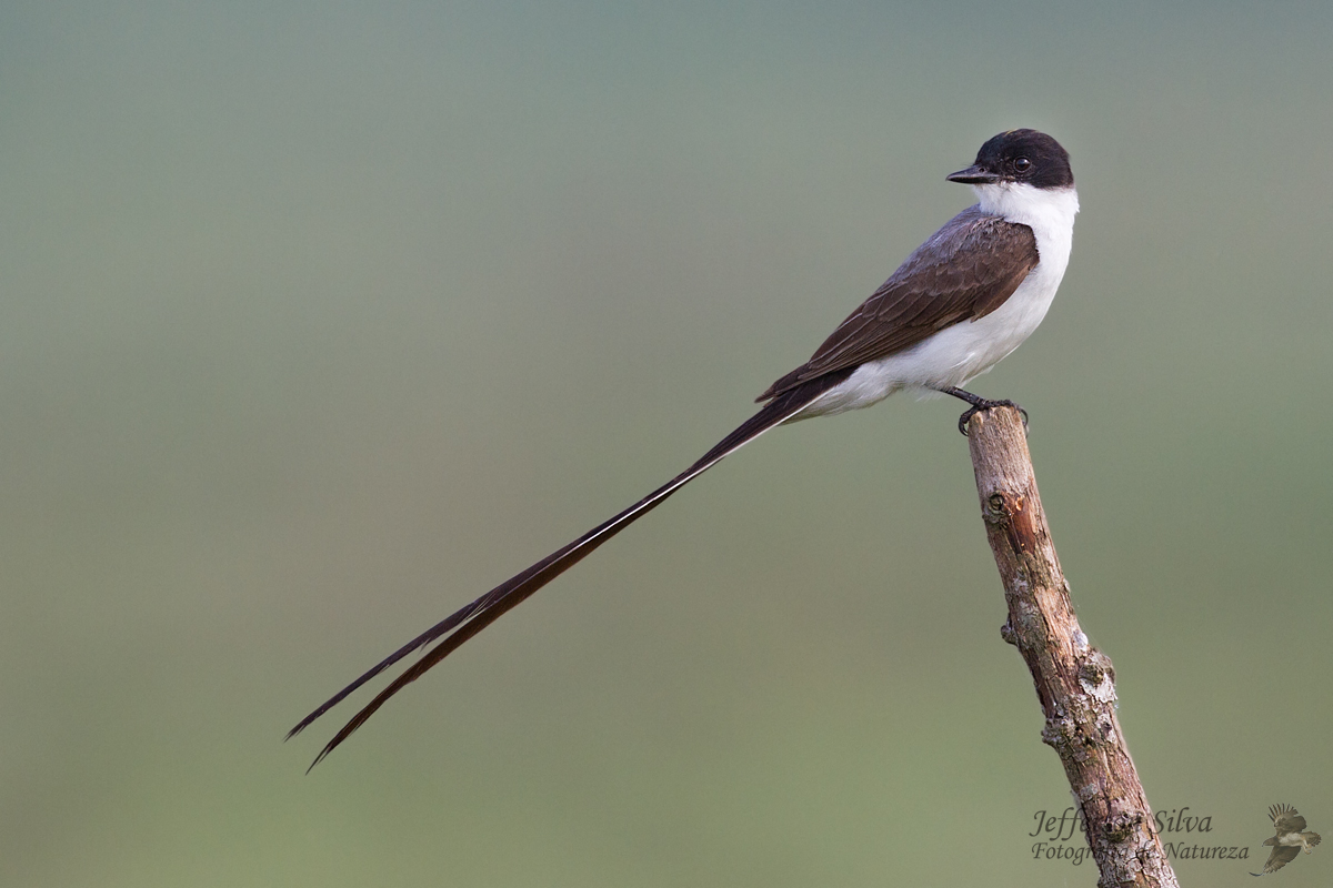 Fork-tailed Flycatcher