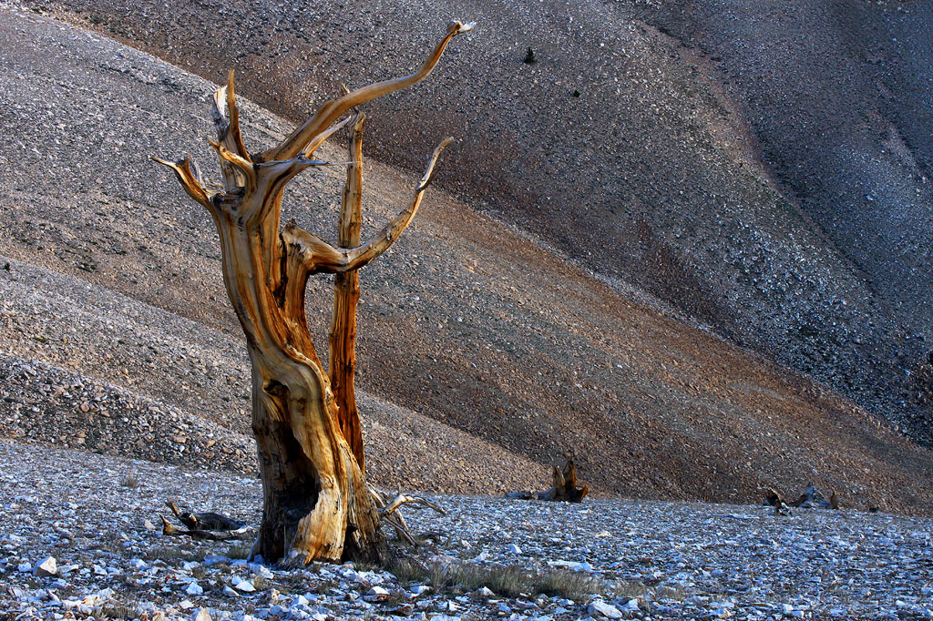 Bristlecone Lines