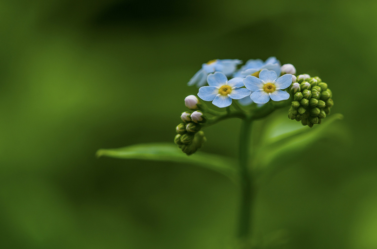 Forget Me Knot