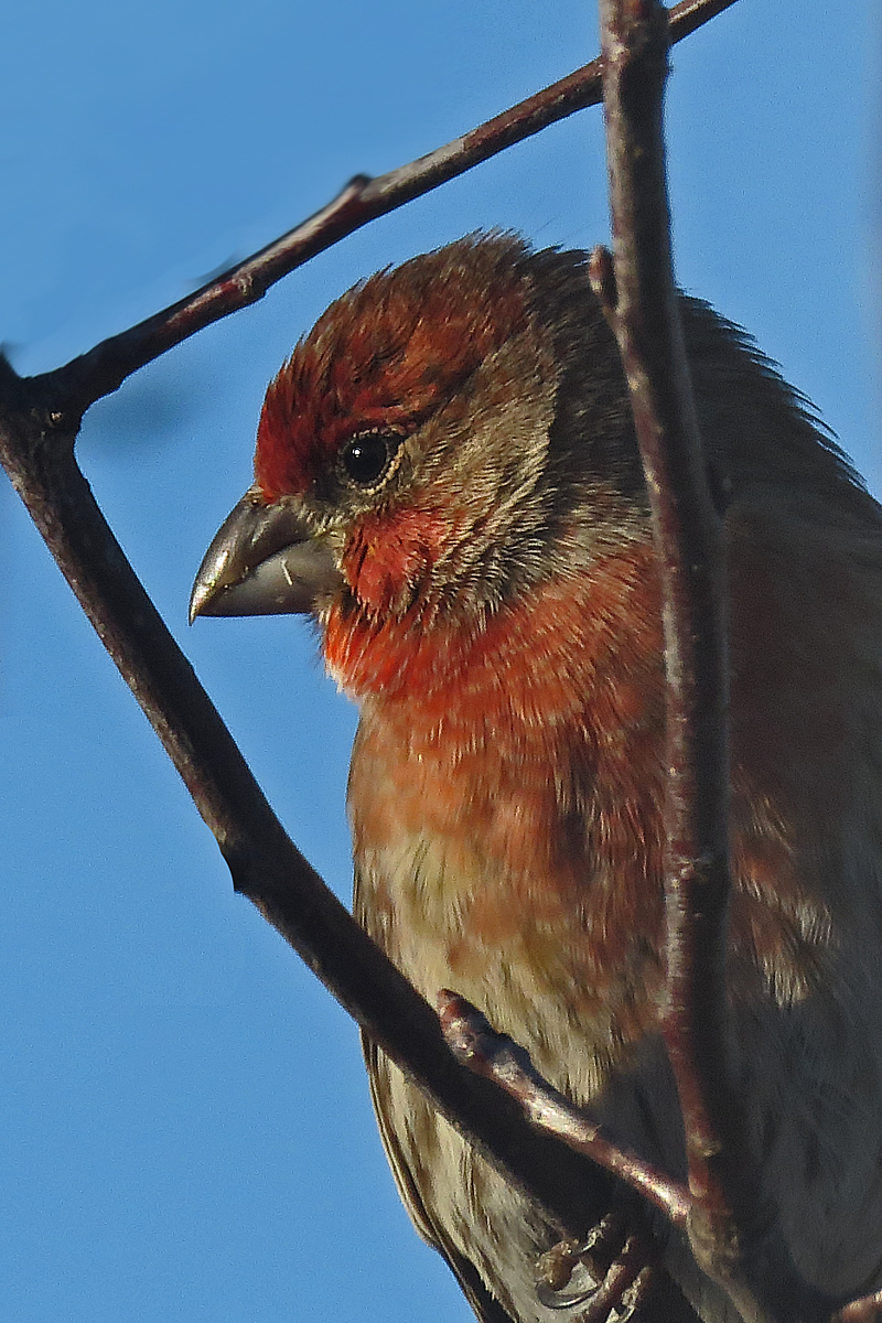 Framed