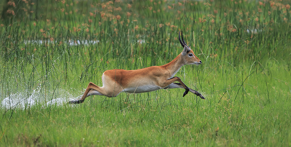Running Red Lechwe