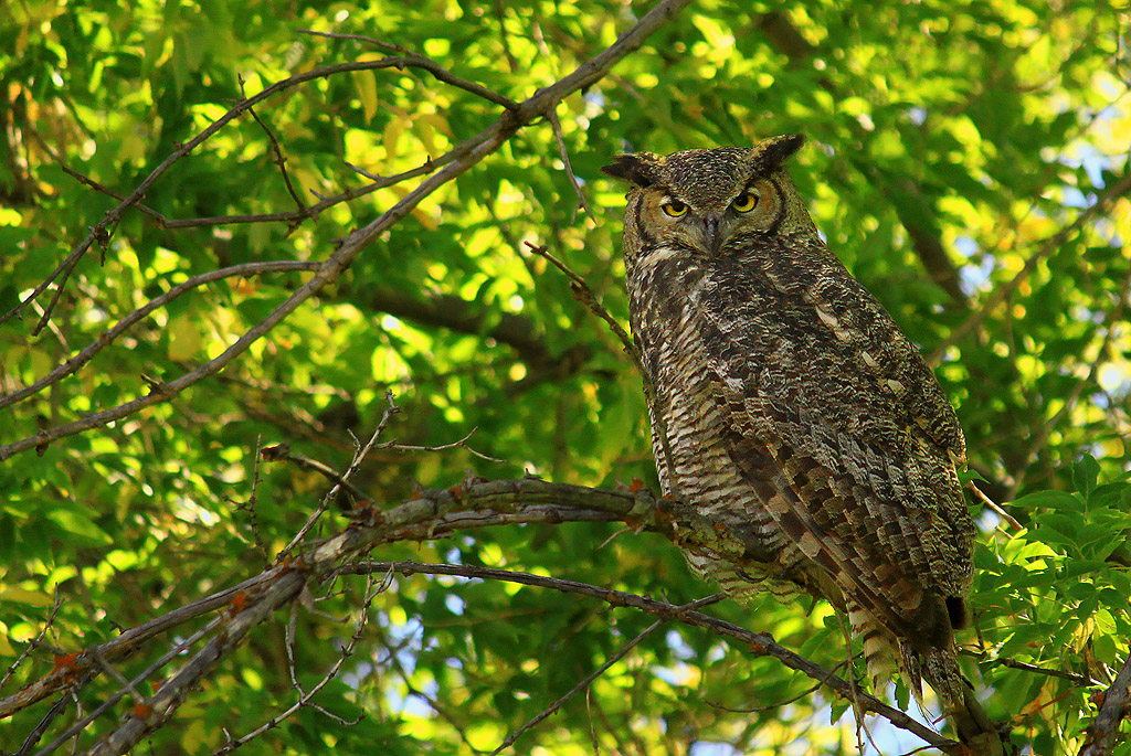 Horned Owl